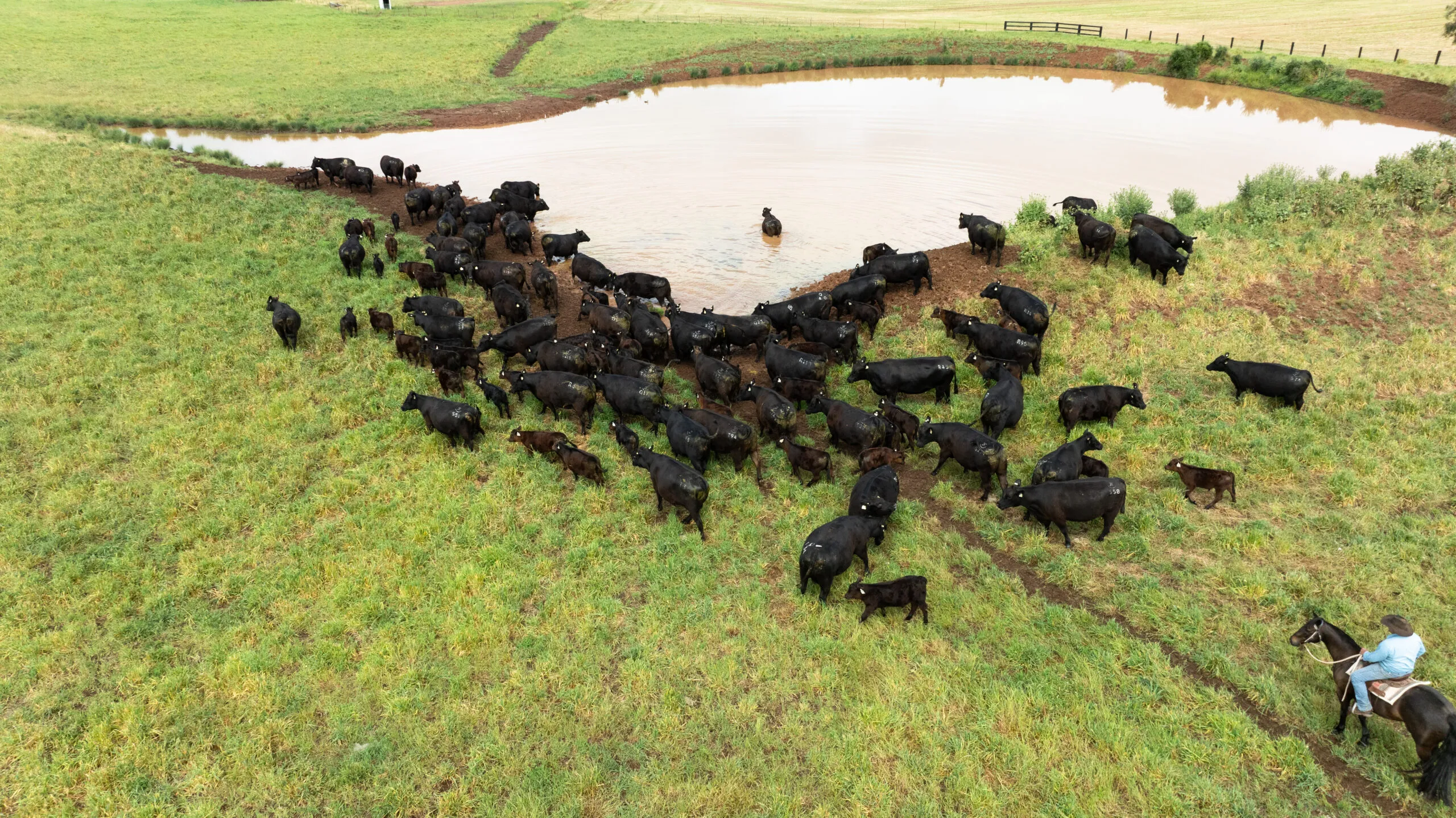 JT Angus cattle in the paddock