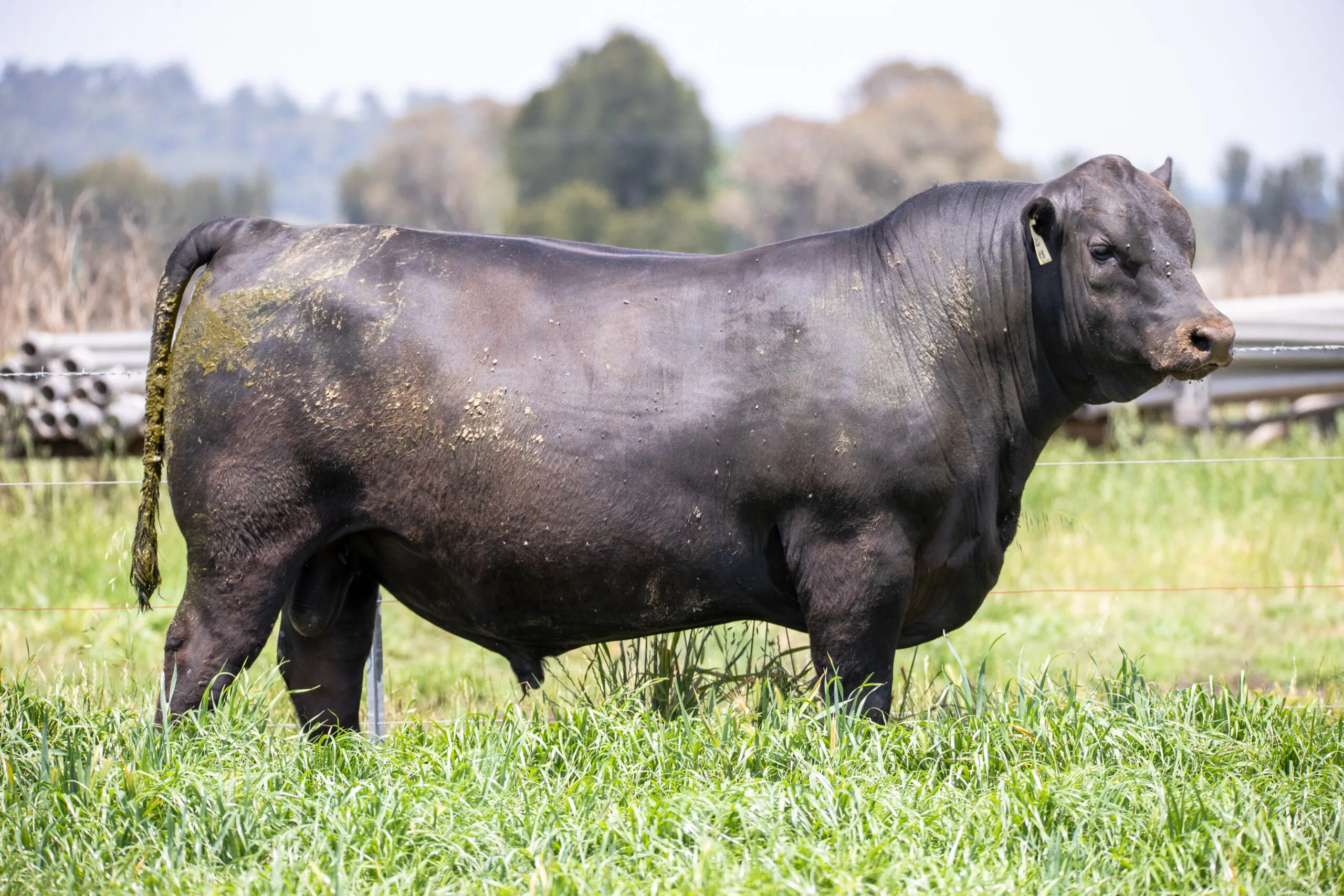 JT Angus stud sire standing side-on in the paddock