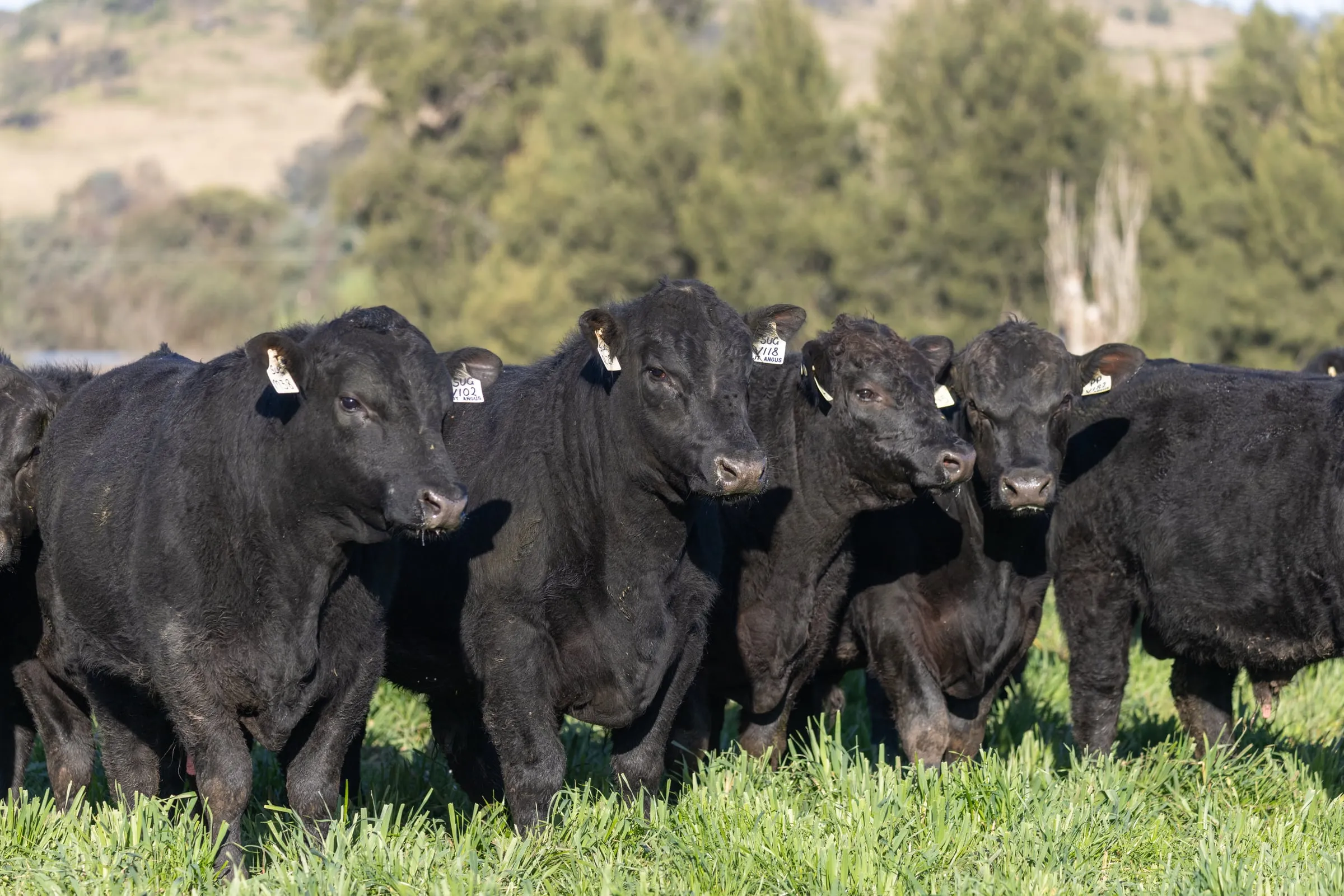Young JT Angus bulls standing front-on in green pasture