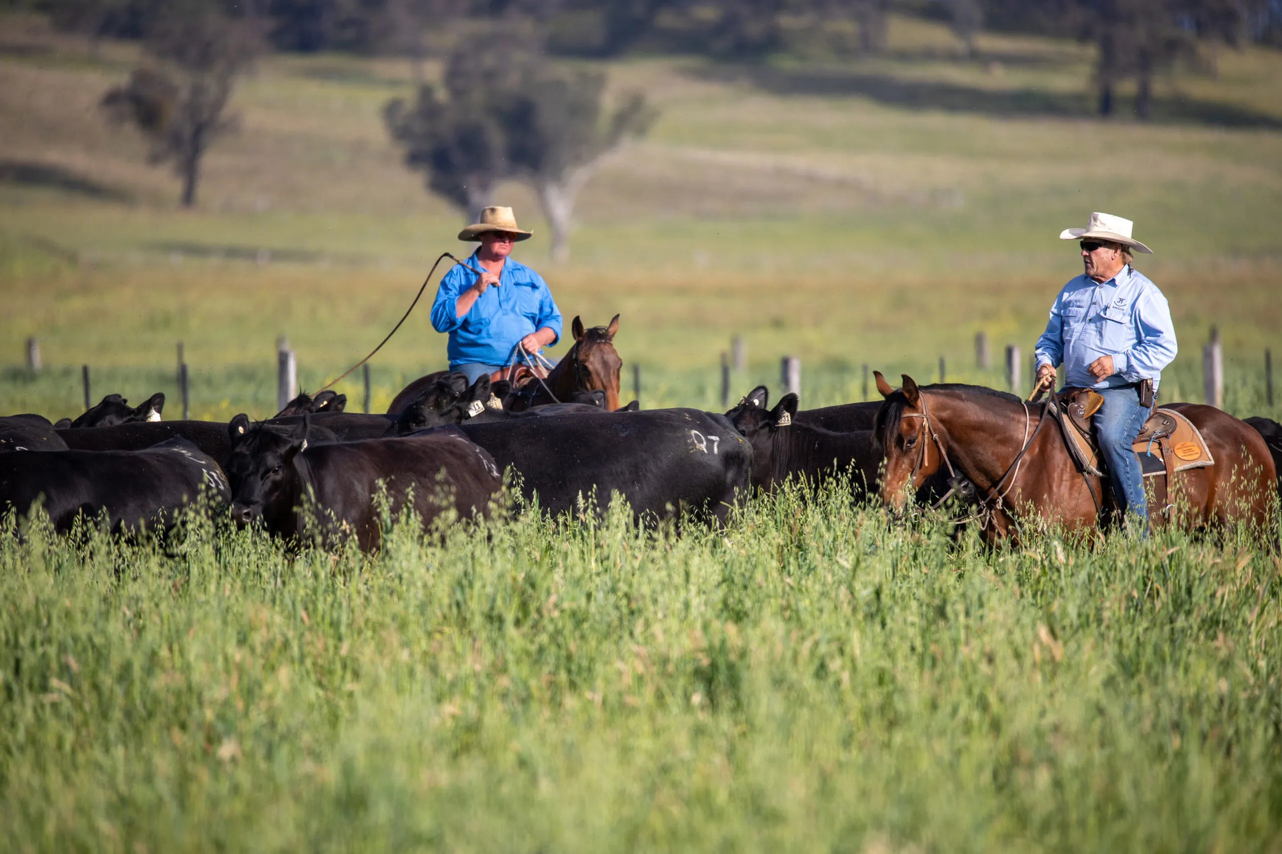 Two stockmen on horseback working a mob of JT Angus cattle