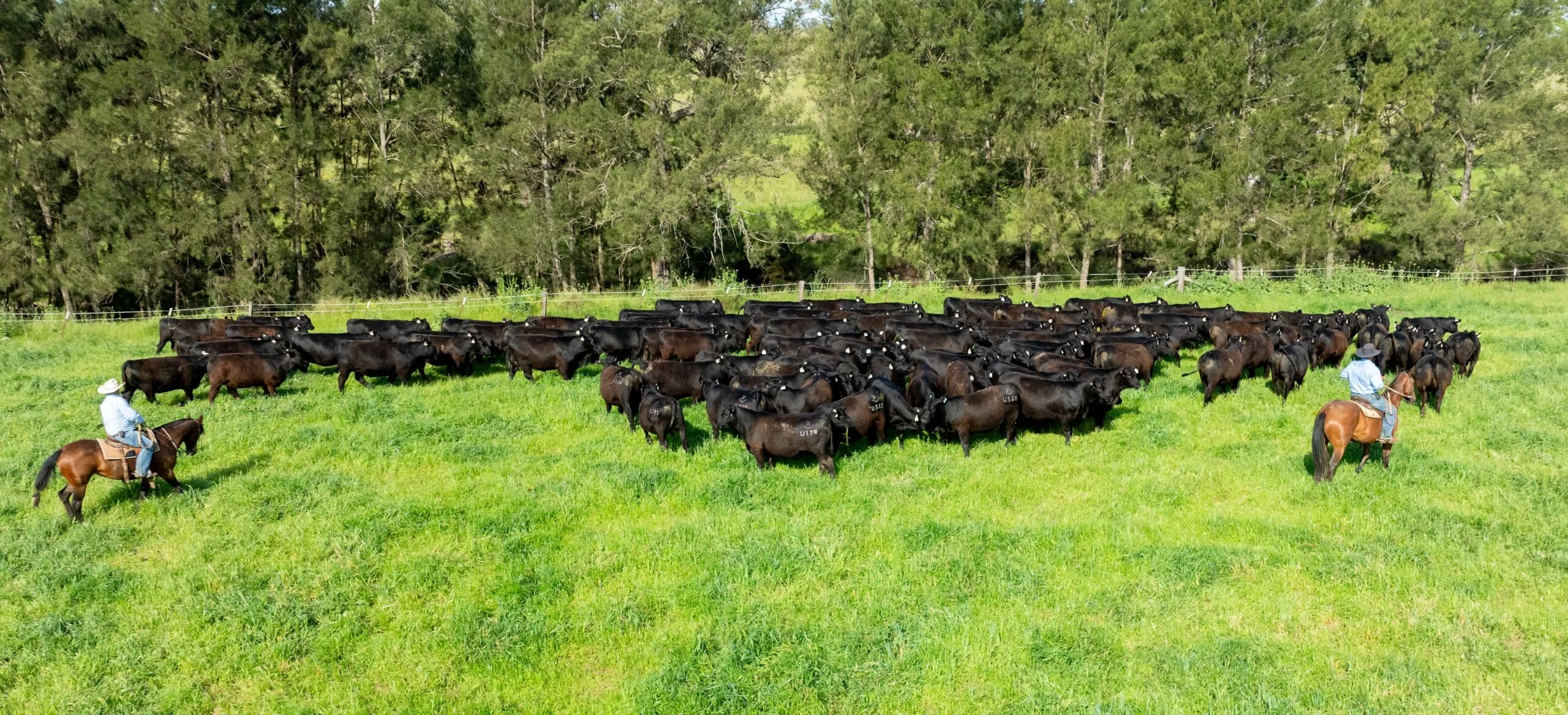 JT Angus cattle in the paddock