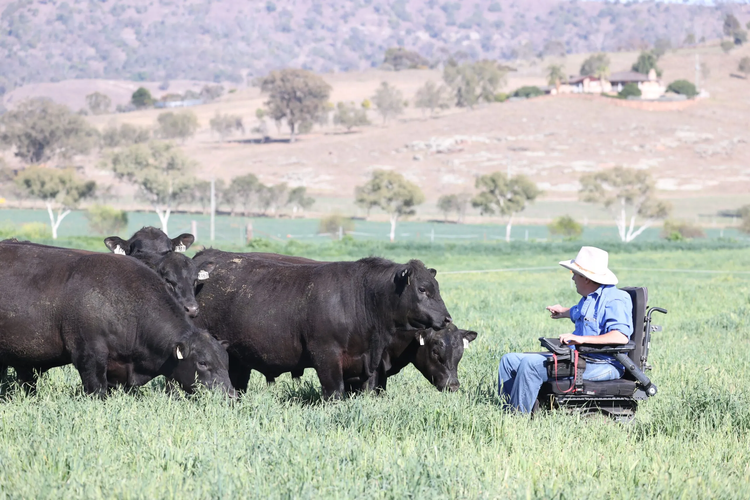 Josh Clift checking JT Angus cows from his wheelchair in the paddock