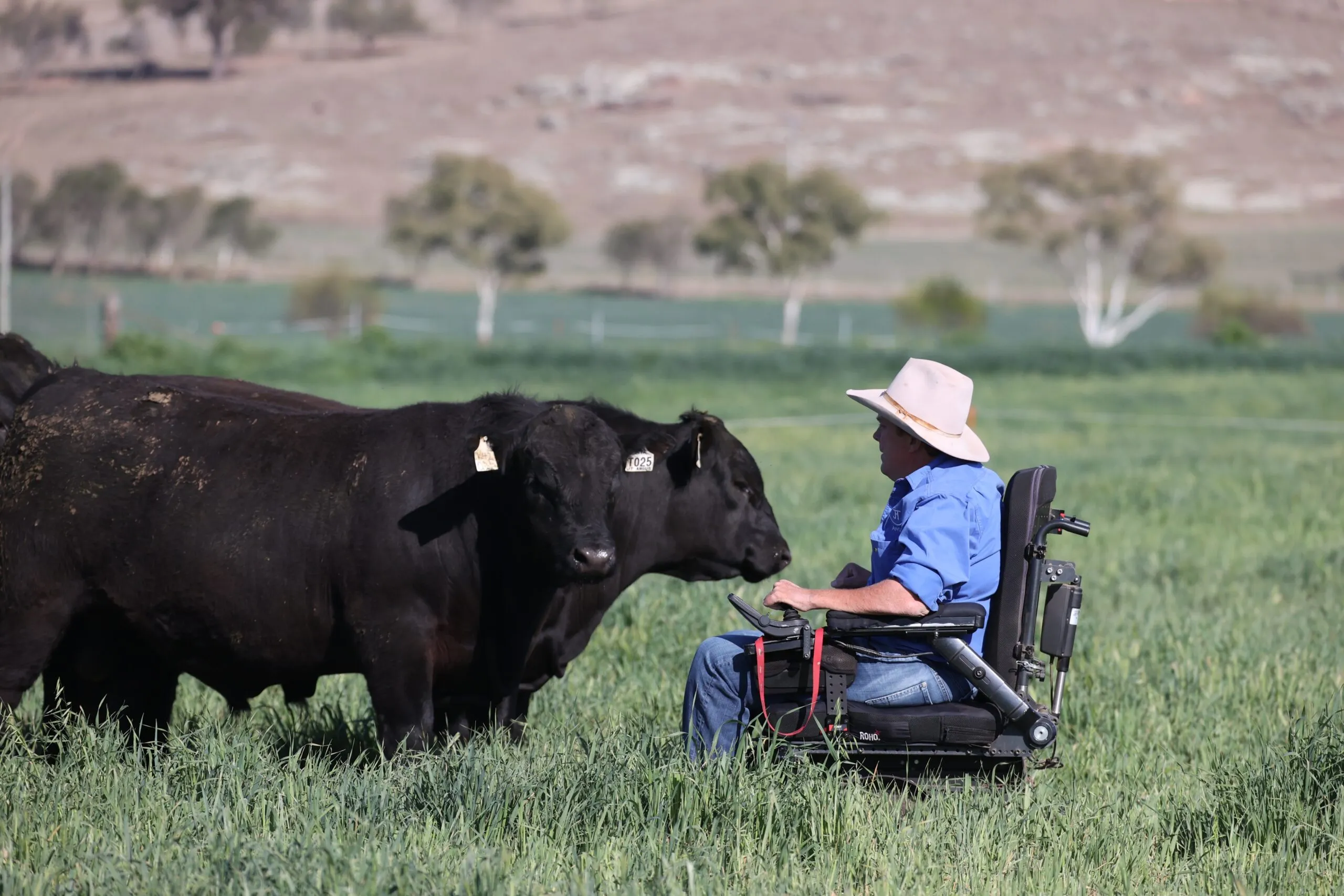 Josh Clift in the paddock with a JT Angus bull